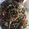Bán lan kim tuyến rừng,lan kim tuyến,Bán lan kim tuyến rừng