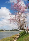 Mai anh đào,đào Đà Lạt,hoa đào,Đà Lạt,Lâm Đồng,Đà Lạt mộng mơ,cây đào,đào ngày Tết,đào Nhật Bản,Rực rỡ mai anh đào xứ Đà Lạt mộng mơ