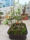 Cây linh sam,Tiểu cảnh rừng linh sam,Tiểu cảnh rừng linh sam