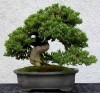 Cây cảnh phong thủy,cây cảnh,phong thủy,bonsai,hoa cảnh,Vì sao cây cảnh lại có tác dụng phong thuỷ