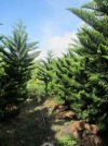 Chuyên sỉ lẻ tùng bách tán trang trí Noel,cây trang trí Noel,cây thông Noel,Chuyên sỉ lẻ tùng bách tán 3m, 4m, 5m trang trí Noel