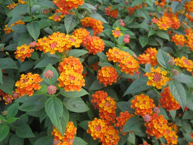 Hoa ngũ sắc