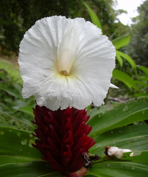 Mía dò,cát lồi, đọt đắng,đọt hoàng,tậu chó,củ chóc,sẹ vòng,sẹ vòng trổ,Costus speciosus