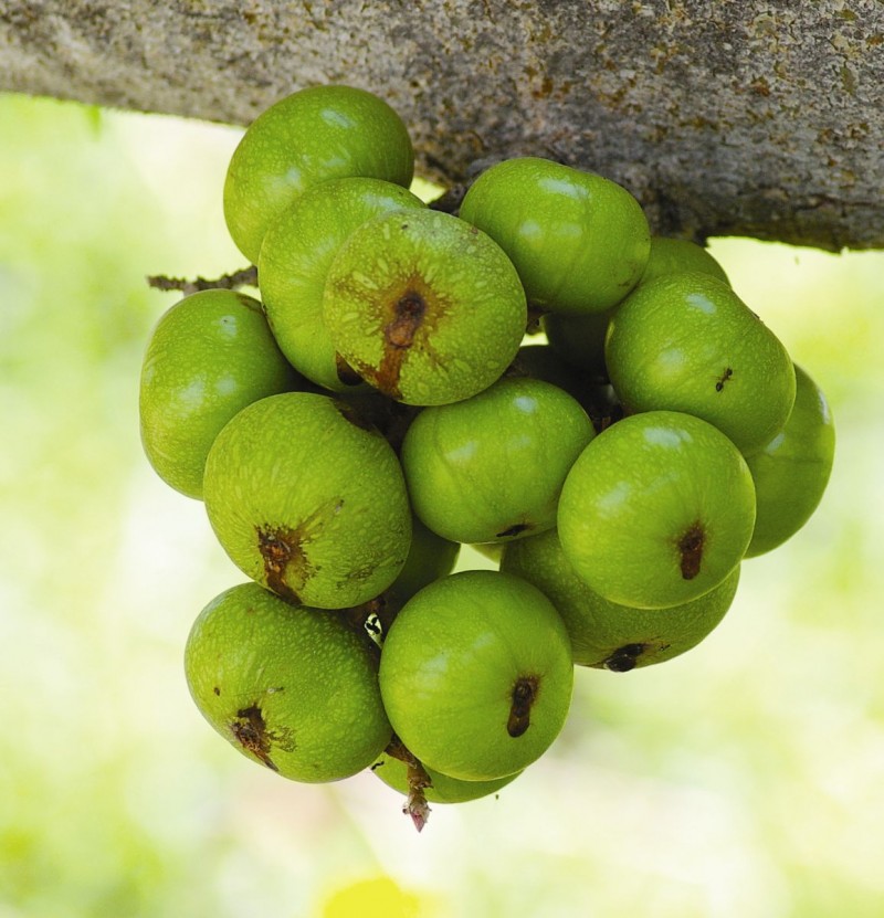 Cây sung,ưu đàm thụ,tụ quả dong,ficus racemosa,udumbara,ficus,ficus glomerata