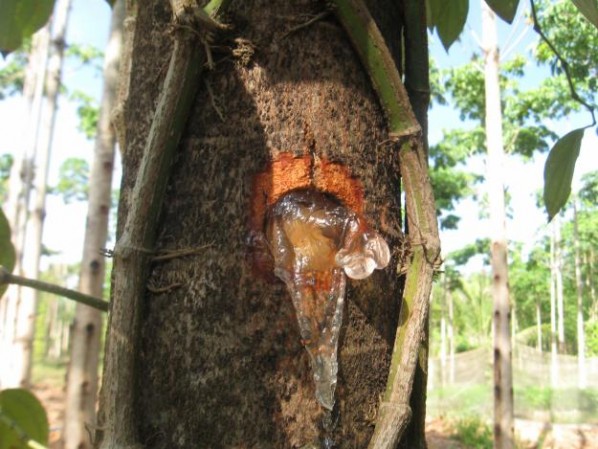 Cây trôm,trôm,mủ trôm,nhựa trôm,Sterculia foetida,tác dụng của mủ trôm