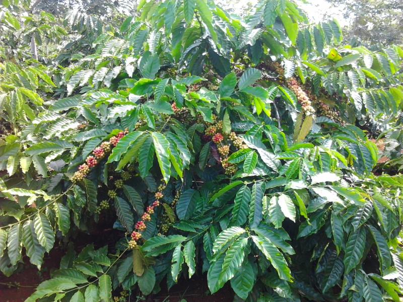 Cà phê,cây cà phê,coffee,cafe,họ thiến thảo,Rubiaceae,cà phê chè,Coffea arabica,cà phê vối,Coffea canephora,Coffea robusta,cà phê mít,Coffea liberica,Coffea excelsa,các loại cà phê,cà phê chồn
