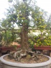 Cây khế cổ thụ,cây khế cổ,cây khế giáng long,cây khế thân giáng long,Cây khế cổ thụ