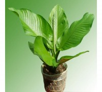 Đại lan,Đại lan