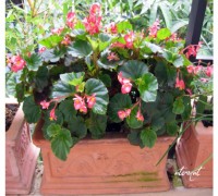 Thu hải đường,thu hải đường lá phong,Begonia,Begoniaceae,hoa Kim Chính Nhật,cây hoa đẹp,Thu hải đường