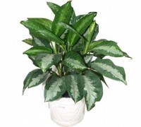 Lan tuyết,Lan tuyết