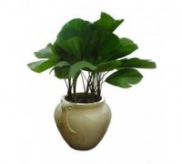 Kè nhật,Kè nhật