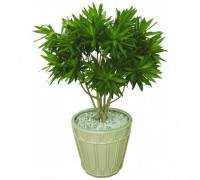 Trúc bách hợp,Trúc bách hợp