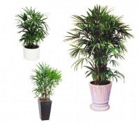 Mật cật (Trúc Mây Malaysia),Mật cật (Trúc Mây Malaysia)