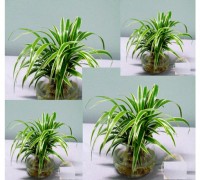 Cỏ lan chi,Cỏ lan chi