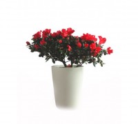 Hoa đỗ quyên,đỗ quyên,cây đỗ quyên,đỗ quyên bonsai,cây đỗ quyên bonsai,cây ngày Tết,hoa ngày Tết,hoa đỗ quyên ngày Tết,đỗ quyên hoa đỏ,Rhododendron,họ thạch nam,Ericaceae,Hoa đỗ quyên