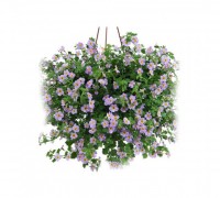 Hoa bông tuyết,Hoa bông tuyết