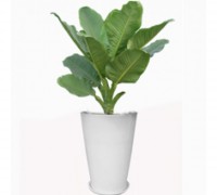 Đại phú gia,Đại phú gia