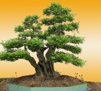 Mai chiếu thủy,Mai chiếu thủy