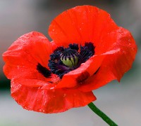 Hoa anh túc,Hoa anh túc