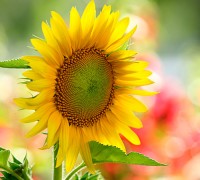 Hoa hướng dương,hoa huong duong,hoa quỳ,y nghia cua hoa huong duong,Helianthus annuus,Asteraceae,inflorescence,sunflower,cây ngày Tết,hoa ngày Tết,Hoa hướng dương