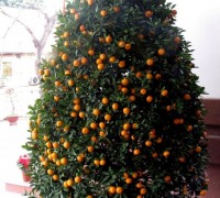 Cây quất,kim quất,cây Tắc,cây Hạnh,cây ngày Tết,quất cảnh,Citrus japonica 'Japonica',Cây quất