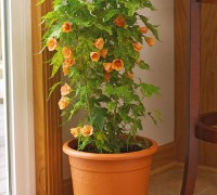 Cây hoa gỗ thích,Cây hoa gỗ thích