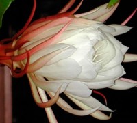 Hoa quỳnh,sự tích hoa quỳnh,hoa nở về đêm,Hoa quỳnh