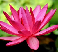 Cây hoa súng,hoa sung,hoa súng đỏ,hoa súng trắng,hoa súng lam,súng đỏ,súng trắng,súng lam,Nymphaea,Cây hoa súng