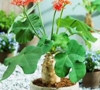 Cây ngô đồng,cay ngo dong,ngô đồng,ngo dong,cây ngô đồng cảnh,cây ngô,sen lục bình,dầu lai có củ,huyền linh mục,cây ngày tết,Jatropha podagrica Hook.f,euphorbiaceae,Cây ngô đồng cảnh