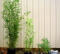 Cây trúc,Cây trúc