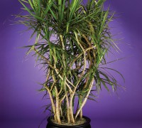 Cây huyết long,Cây huyết long