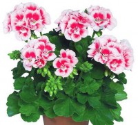 Hoa phong lữ thảo,Hoa phong lữ thảo