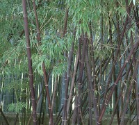 Trúc đen,Bambouseraie de Prafrance,Phyllostachys nigra,Trúc đen