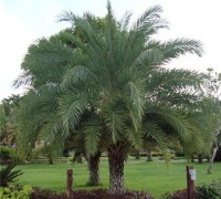 Cây chà là,cay cha la,chà là,cPhoenix,Arecaceae, cây chà là ăn trái, cây chà là giống, mua cây chà là, bán cây chà là,Cây chà là