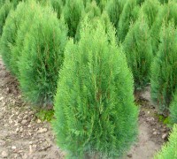 Trắc bách diệp,trắc bá,Biota orientaliss (L) Endi,Biota orientalis,Hoàng đàn,Trắc bách diệp ( Trắc bá )