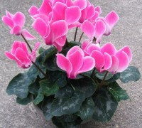 Hoa sen cạn,cây sen cạn,sen cạn,Hạn hà thảo,Hà diệp liên,Kim liên,Hoa sen cạn