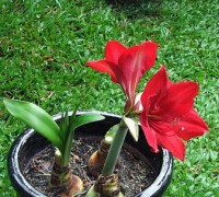 Loa kèn đỏ,hoa loa kèn,huệ đỏ,huệ nhung,huệ tây,Amaryllidaceae,Hoa Loa kèn đỏ (Huệ đỏ, huệ nhung)