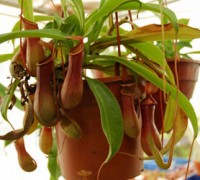 Cây nắp ấm,cây bắt mồi,cây săn mồi,Nepenthes mirabilis,Nepenthaceae,Cây nắp ấm ( Cây bắt mồi )