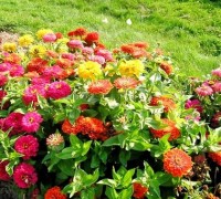 Hoa duyên cúc,hoa ngũ sắc,hoa cánh giấy,hoa cúc,Zinnia elegans Jacq,Asteraceae,mexico,Hoa Duyên cúc