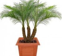 cau nga mi,cau nga my,nga mi,chà là cảnh,cha la canh,cây cau,cay cau,Phoenix roebelenii,Arecaceae,Cây Cau Nga Mi ( Chà Là cảnh )