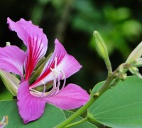 Hoa móng bò,hoa mong bo,móng bò,mong bo,móng bò tím,hoa ban tím,hoa ban,Bauhinia purpurea,Bauhinia,Fabaceae,Móng bò