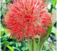Hồng Tú Cầu,hong tu cau,huyết hoa,hoa quốc khánh,pháo hoa,pháo hồng,pháo bông,Scadoxus multiflorus,Haemanthus multiflorus,Hồng Tú Cầu
