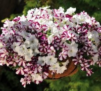 Dạ yến thảo,da yen thao,Petunia Hybrida,Dạ yến thảo