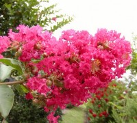 cây tường vi,cay tuong vi,hoa tường vi,hoa tuong vi,dã tường vi,tường vi,tuong vi,tầm xuân nhiều hoa,tam xuan nhieu hoa,hồng nhiều hoa,tường vi Nhật,hoa tường vi hồng,hoa tường vi vàng,Rosa multiflora,Lagerstroemia indica Linn,ý nghĩa hoa tường vi,Cây Tường Vi