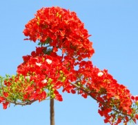 Phượng vĩ,phuong vi,phượng vỹ,cây phượng vĩ,cây phượng,phượng,hoa phượng,hoa phượng đỏ,hoa học trò,cây xoan tây,điệp tây,Delonix regia,Fabaceae,phượng hoàng mộc,kim hoàng,Flamboyant,Royal poinciana,Mohur tree,thành phố hoa phượng đỏ,Hải Phòng,Phượng vĩ