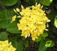 Hoa trang vàng,hoa trang vàng,hoa trang,trang vàng,hoa mẫu đơn,Hoa trang vàng