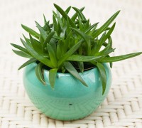 sen ngân chi,sen ngan chi,cây sen ngân chi,Sen ngân chi