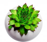 Sen phật bà,sen phat ba,sen đá,hoa đá,Sen Phật Bà