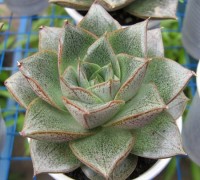 Sen đá hoa hồng,sen da hoa hong,sen hoa hồng,sen hoa hồng,sen đá,hoa đá,xương rồng,Sen đá hoa hồng