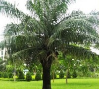 Cây cọ dầu,cay co dau,cây cọ,cay co,cọ dầu,cây ngoại thất,cây công trình,Elaeis,Arecaceae,Elaeis guineensis,Cọ dầu
